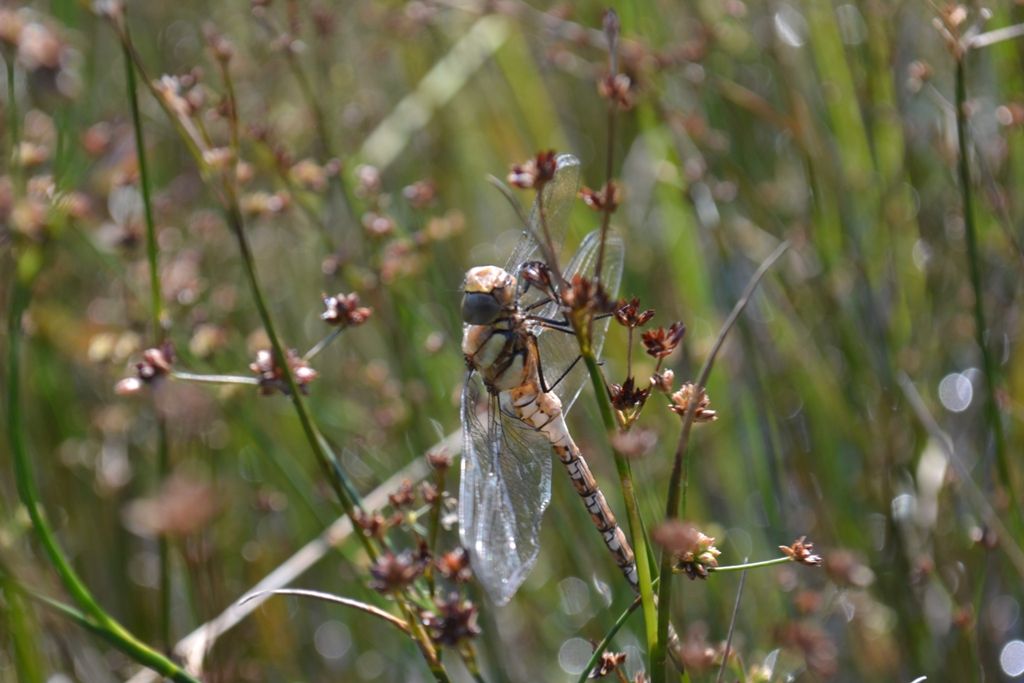 libellula da identificare